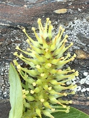 Salix phylicifolia