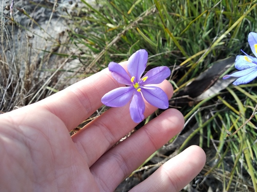Aristea dichotoma (Aristea dichotoma)