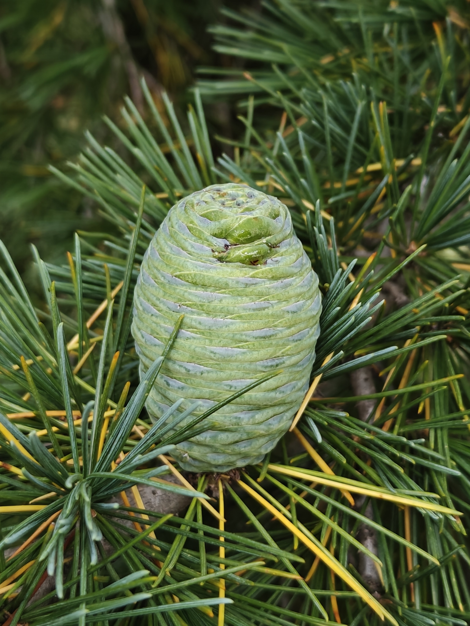 Cedrus deodara