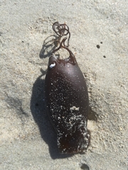 Haploblepharus pictus