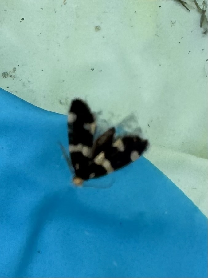 Incurvaria praelatella
