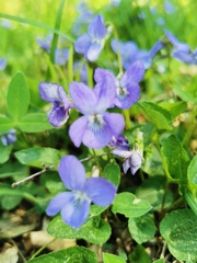 Viola canina