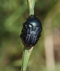 Euphoria sepulcralis