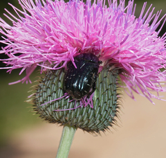 Euphoria sepulcralis