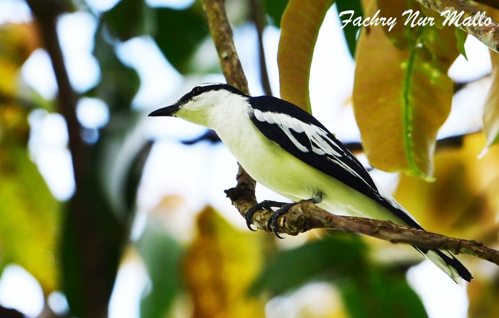 White-rumped Triller (Lalage leucopygialis) photo