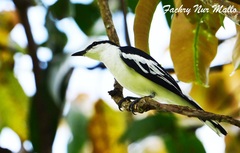 White-Rumped Triller photo 1