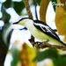 White-rumped Triller - Photo (c) fachrynurmallojr, some rights reserved (CC BY-NC)