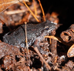 Eastern Smooth Frog photo 4