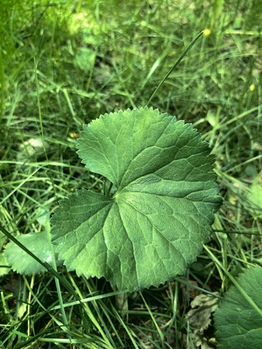 Kashubian Buttercups