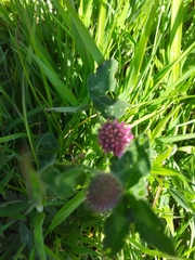 Trifolium pratense