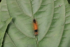 Amsactoides solitaria
