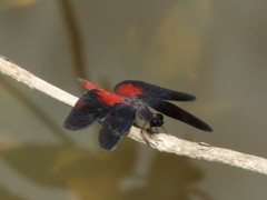 Diastatops pullata