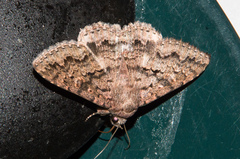 Eudesmeola lawsoni