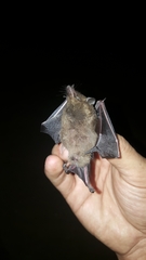 Lichonycteris obscura