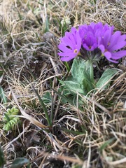 Primula algida