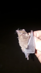 Lichonycteris obscura