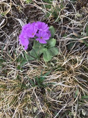 Primula algida