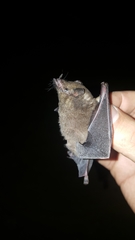 Lichonycteris obscura