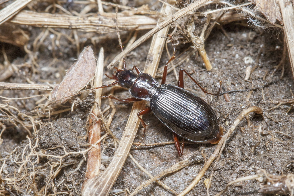 Nebria tenella