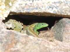 Iberolacerta monticola