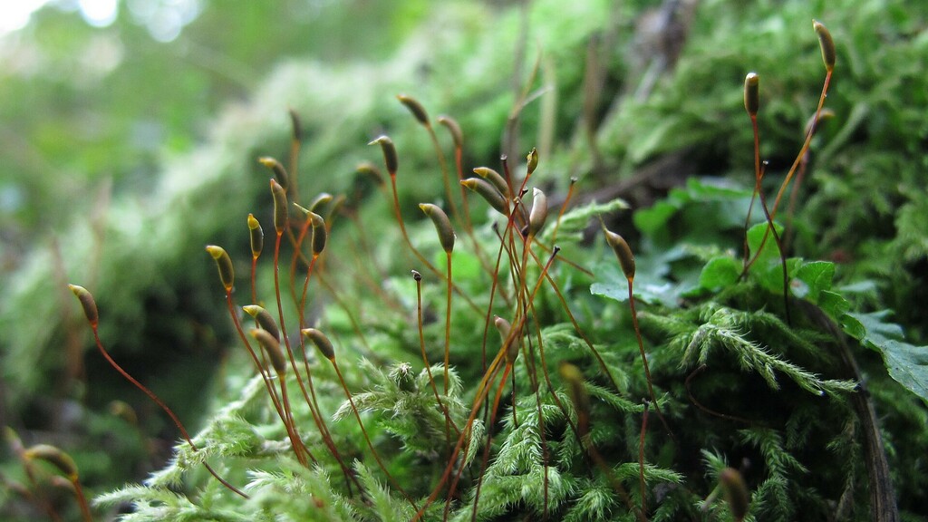Brachythecium buchananii