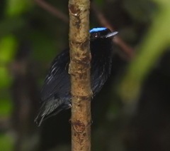 Lepidothrix velutina