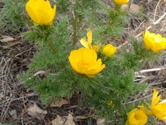 Adonis apennina
