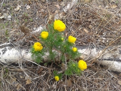 Adonis apennina