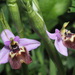 Enamel Bee Orchid - Photo (c) Felix Riegel, some rights reserved (CC BY-NC), uploaded by Felix Riegel