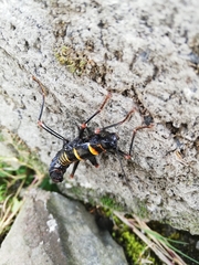 Monticomorpha flavolimbata