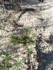 Pharnaceum elongatum