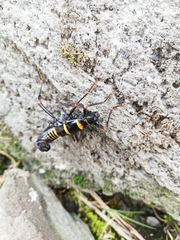 Monticomorpha flavolimbata