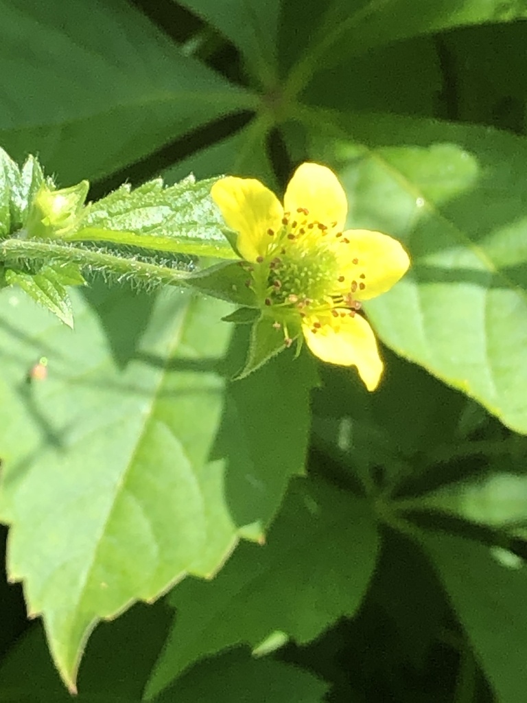 Wood Avens from Millfield Avenue, York, England, GB on June 2, 2024 at