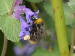 Bombus pratorum