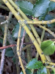Ilex × meserveae