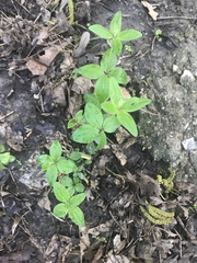 Lysimachia quadrifolia