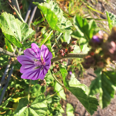 Malva sylvestris