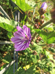Malva sylvestris