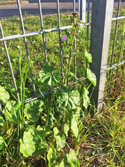 Malva sylvestris