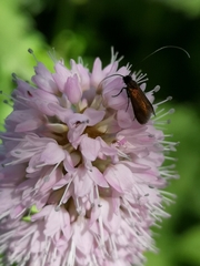 Cauchas rufimitrella