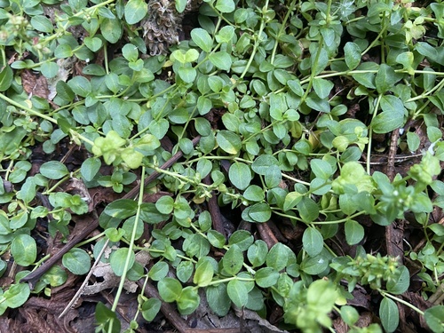 Čiobralapė veronika nuotrauka