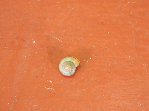 Asian Tramp Snail