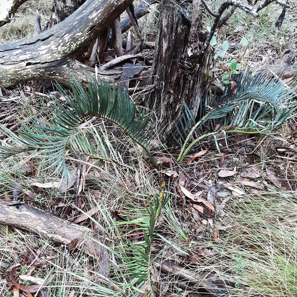 Macrozamia secunda from Gardens of Stone SCA, Cullen Bullen NSW 2790 ...