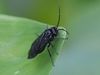 Solomon's-seal Sawfly - Photo (c) Herman Berteler, some rights reserved (CC BY-NC), uploaded by Herman Berteler