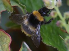 Bombus pratorum
