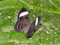 Mesosemia asa iphigenia