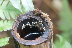 Kurixalus eiffingeri