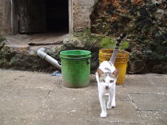 Felis catus