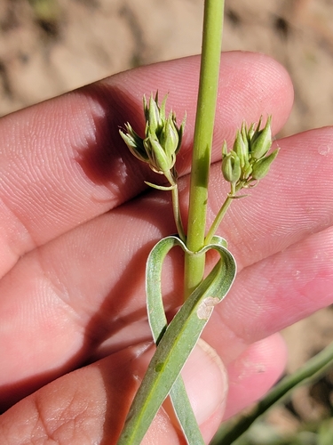 Image of Frasera albicaulis by (c) Colin J Pryor, some rights reserved (CC BY)