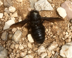 Megachile parietina